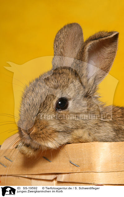 junges Zwergkaninchen / young dwarf rabbit / SS-19592