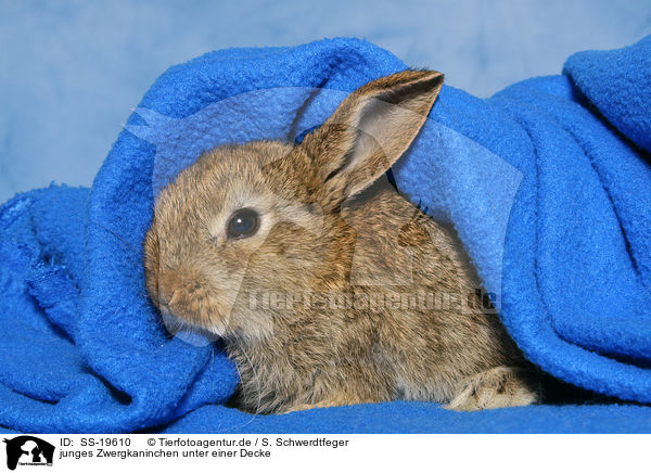 junges Zwergkaninchen / young dwarf rabbit / SS-19610