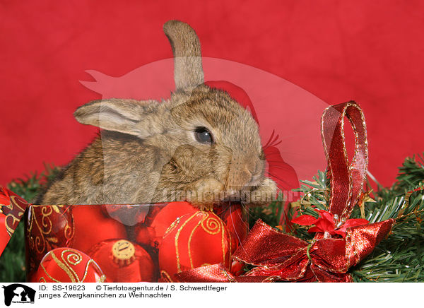 junges Zwergkaninchen / young dwarf rabbit / SS-19623