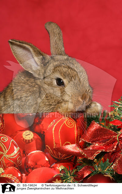 junges Zwergkaninchen / young dwarf rabbit / SS-19624