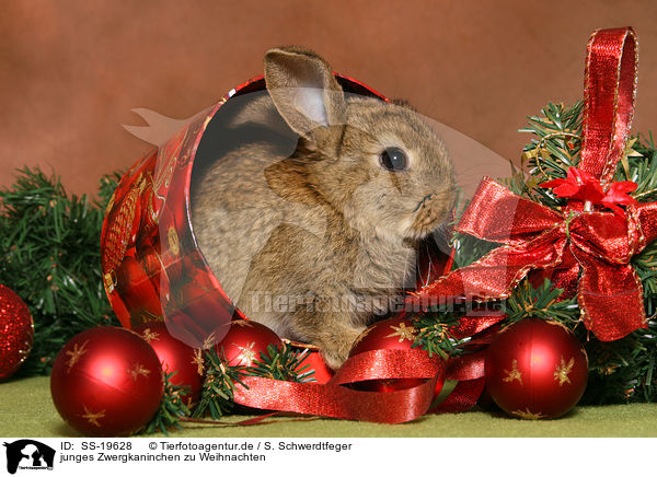 junges Zwergkaninchen / young dwarf rabbit / SS-19628
