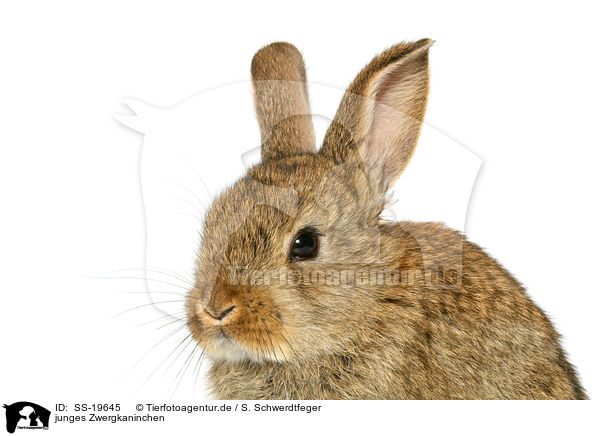 junges Zwergkaninchen / young dwarf rabbit / SS-19645