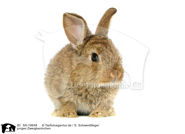 junges Zwergkaninchen / young dwarf rabbit / SS-19648