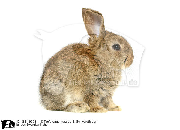 junges Zwergkaninchen / young dwarf rabbit / SS-19653
