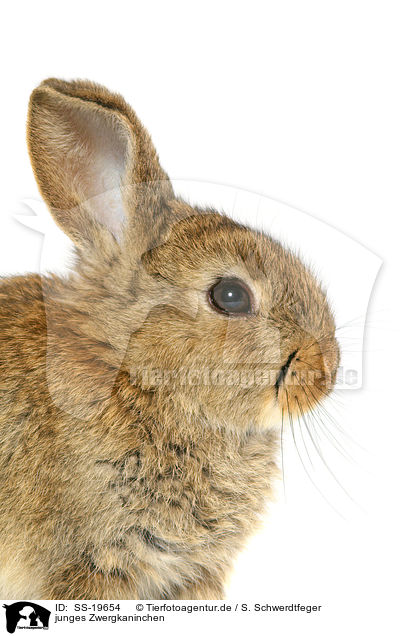 junges Zwergkaninchen / young dwarf rabbit / SS-19654