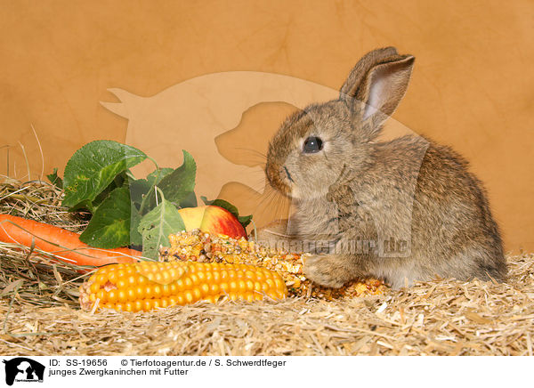 junges Zwergkaninchen / young dwarf rabbit / SS-19656