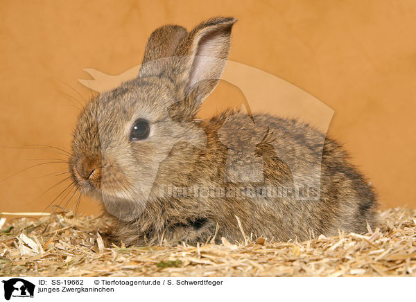 junges Zwergkaninchen / young dwarf rabbit / SS-19662