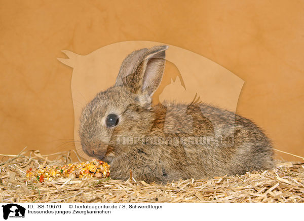 junges Zwergkaninchen / young dwarf rabbit / SS-19670