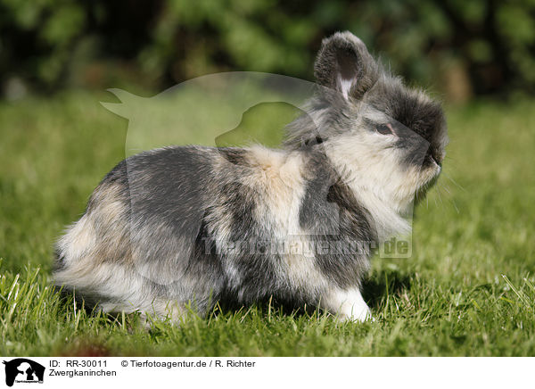 Zwergkaninchen / pygmy bunny / RR-30011