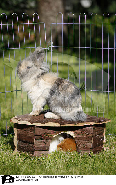 Zwergkaninchen / pygmy bunny / RR-30032
