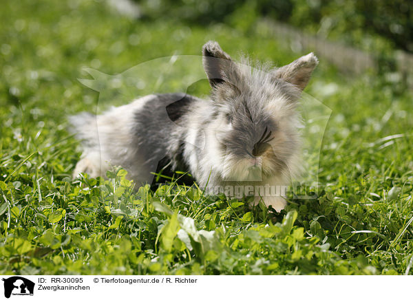 Zwergkaninchen / pygmy bunny / RR-30095