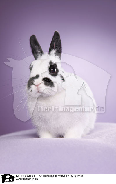 Zwergkaninchen / pygmy bunny / RR-32634