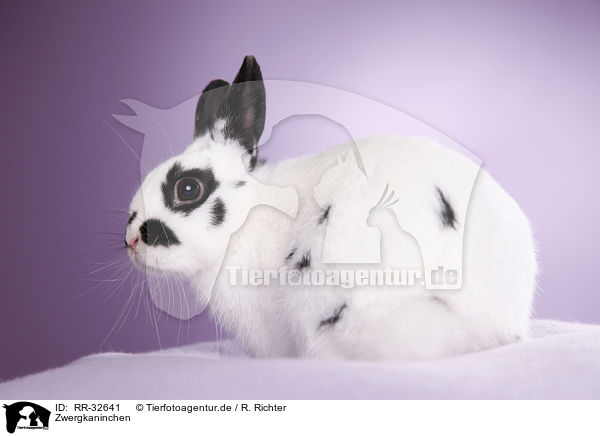Zwergkaninchen / pygmy bunny / RR-32641