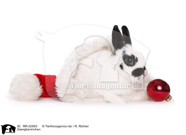 Zwergkaninchen / pygmy bunny / RR-32683