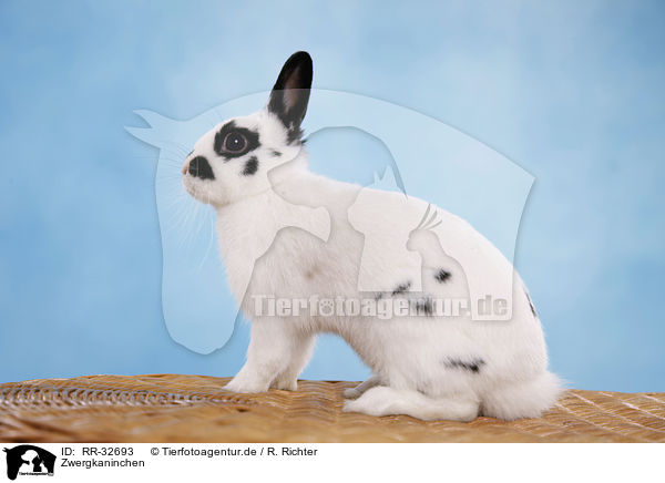 Zwergkaninchen / pygmy bunny / RR-32693