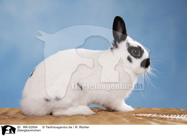 Zwergkaninchen / pygmy bunny / RR-32694