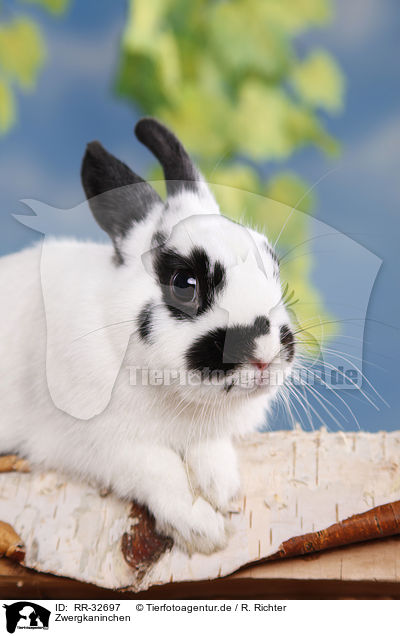 Zwergkaninchen / pygmy bunny / RR-32697