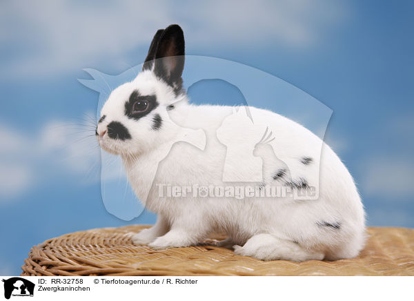 Zwergkaninchen / pygmy bunny / RR-32758