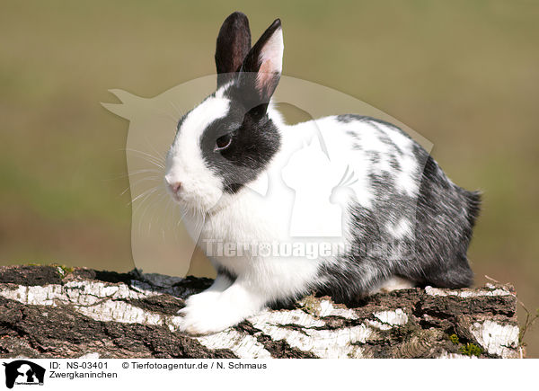 Zwergkaninchen / dwarf rabbit / NS-03401