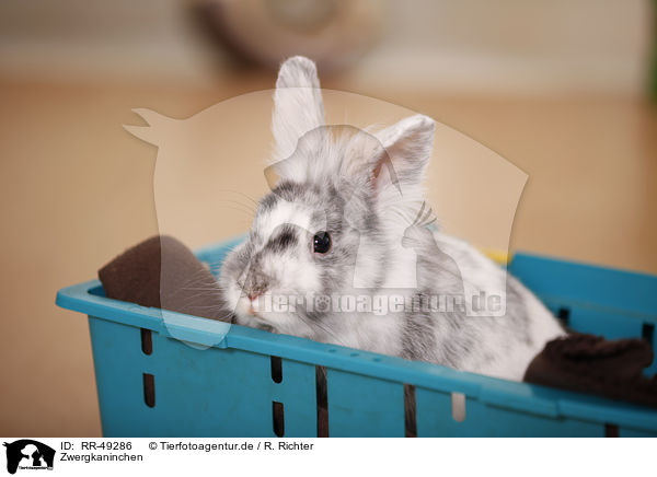 Zwergkaninchen / dwarf rabbit / RR-49286