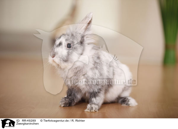 Zwergkaninchen / dwarf rabbit / RR-49289