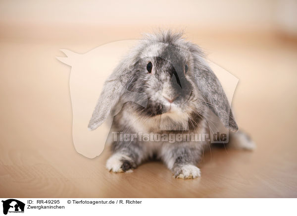 Zwergkaninchen / dwarf rabbit / RR-49295
