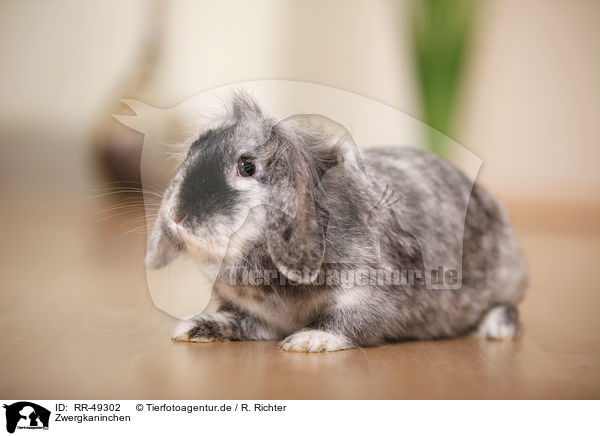 Zwergkaninchen / dwarf rabbit / RR-49302