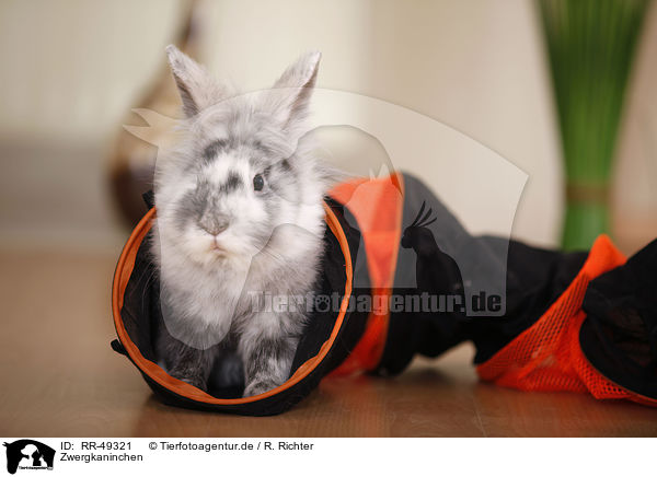 Zwergkaninchen / dwarf rabbit / RR-49321