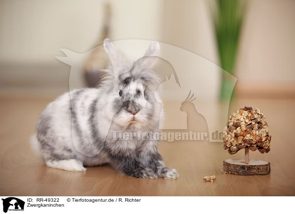 Zwergkaninchen / dwarf rabbit / RR-49322