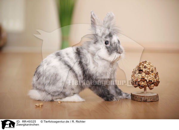 Zwergkaninchen / dwarf rabbit / RR-49325