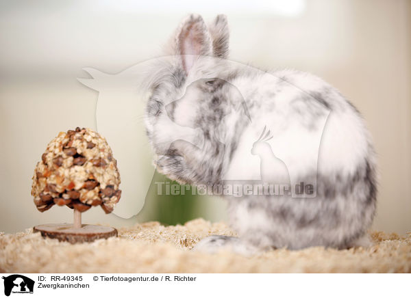 Zwergkaninchen / dwarf rabbit / RR-49345