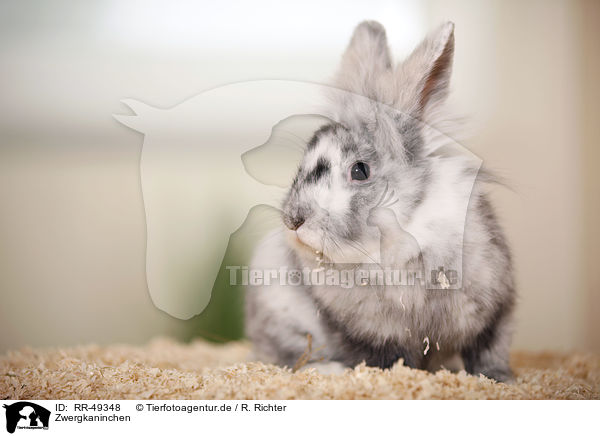 Zwergkaninchen / dwarf rabbit / RR-49348