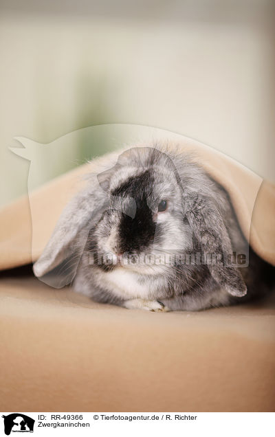 Zwergkaninchen / dwarf rabbit / RR-49366