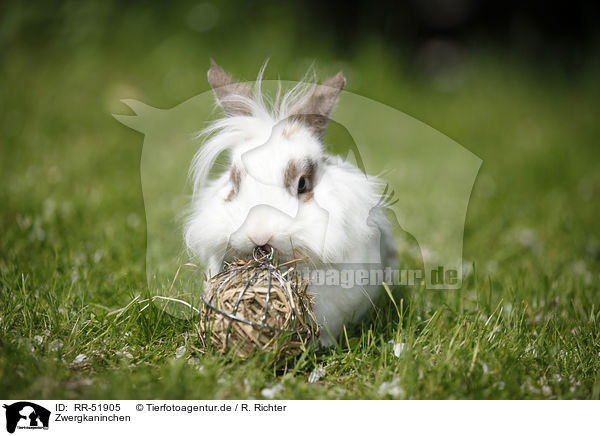 Zwergkaninchen / dwarf rabbit / RR-51905