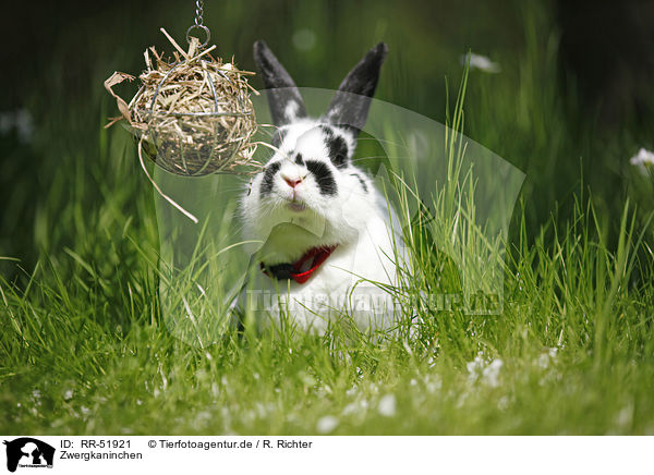 Zwergkaninchen / dwarf rabbit / RR-51921