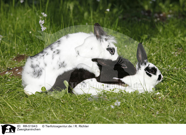 Zwergkaninchen / dwarf rabbit / RR-51943