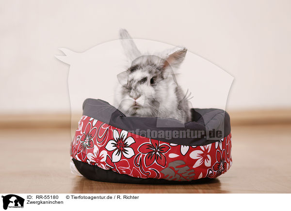 Zwergkaninchen / dwarf rabbit / RR-55180