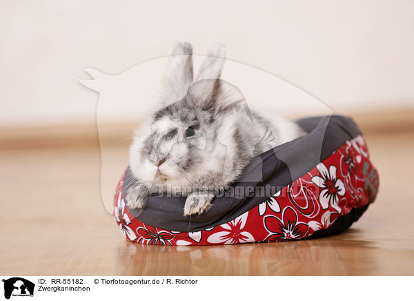 Zwergkaninchen / dwarf rabbit / RR-55182