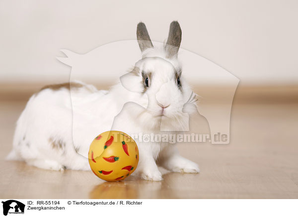 Zwergkaninchen / dwarf rabbit / RR-55194
