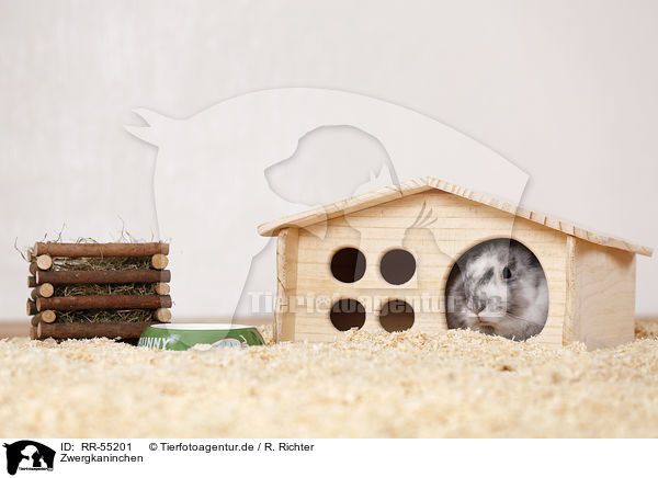 Zwergkaninchen / dwarf rabbit / RR-55201