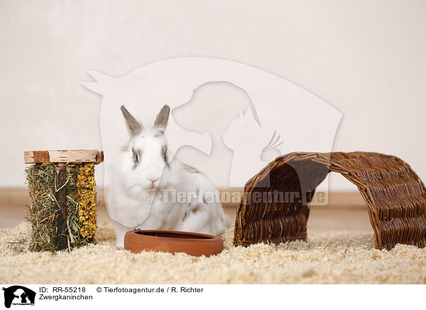 Zwergkaninchen / RR-55218