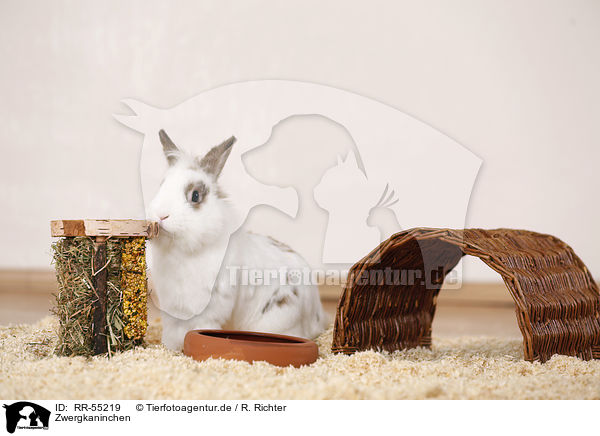 Zwergkaninchen / dwarf rabbit / RR-55219