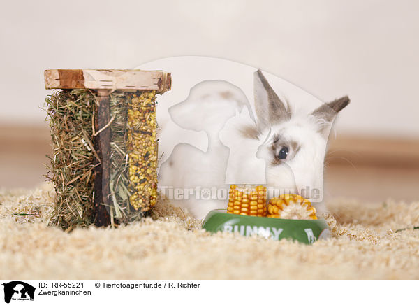 Zwergkaninchen / dwarf rabbit / RR-55221