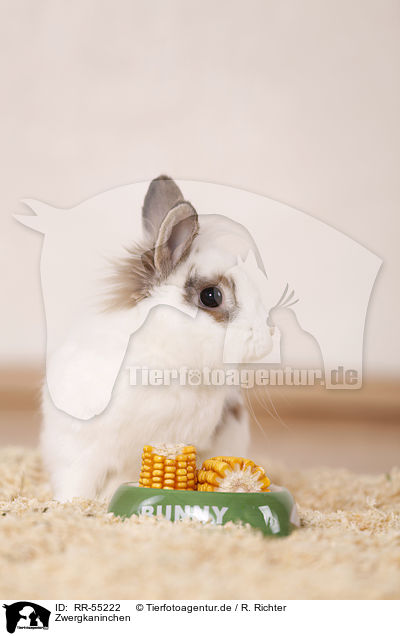 Zwergkaninchen / dwarf rabbit / RR-55222