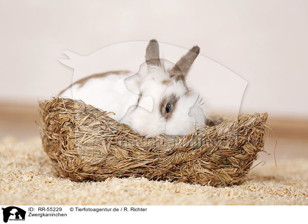 Zwergkaninchen / dwarf rabbit / RR-55229