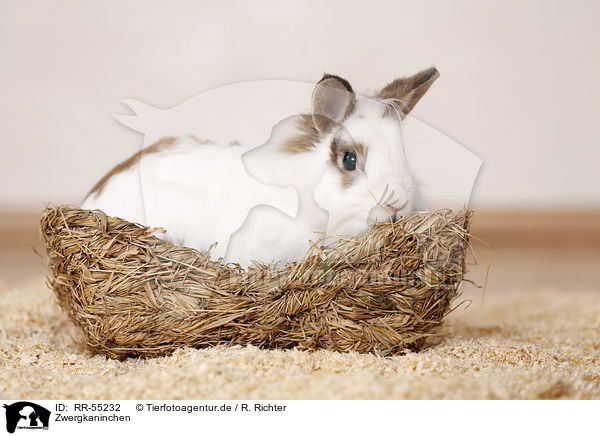 Zwergkaninchen / dwarf rabbit / RR-55232
