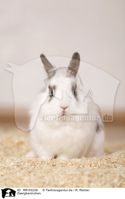 Zwergkaninchen / dwarf rabbit / RR-55236