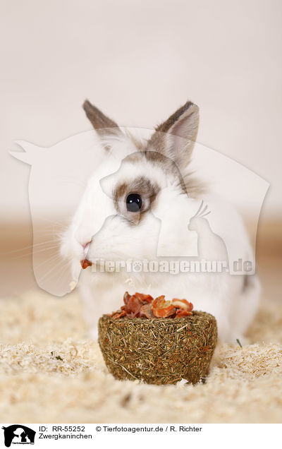 Zwergkaninchen / dwarf rabbit / RR-55252