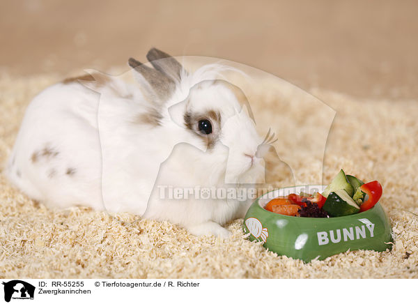 Zwergkaninchen / dwarf rabbit / RR-55255