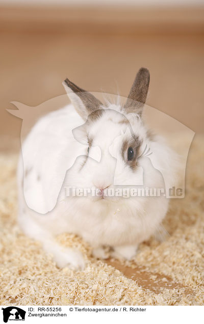 Zwergkaninchen / dwarf rabbit / RR-55256